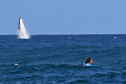 A whale breaches as Brisa Hennessy competes in the women's surfing semi-finals, during the Paris 2024 Olympics