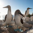 Blue Footed Boobies stand in front of the ocean on The Americas Season 1, Episode 2.