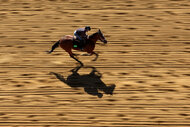 A horse goes over the track during a training session ahead of the 147th Running of the Preakness Stakes
