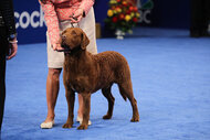 Sporting Group Winner, Chesapeake Bay Retriever named “M” at the 2023 National Dog Show Presented by Purina.