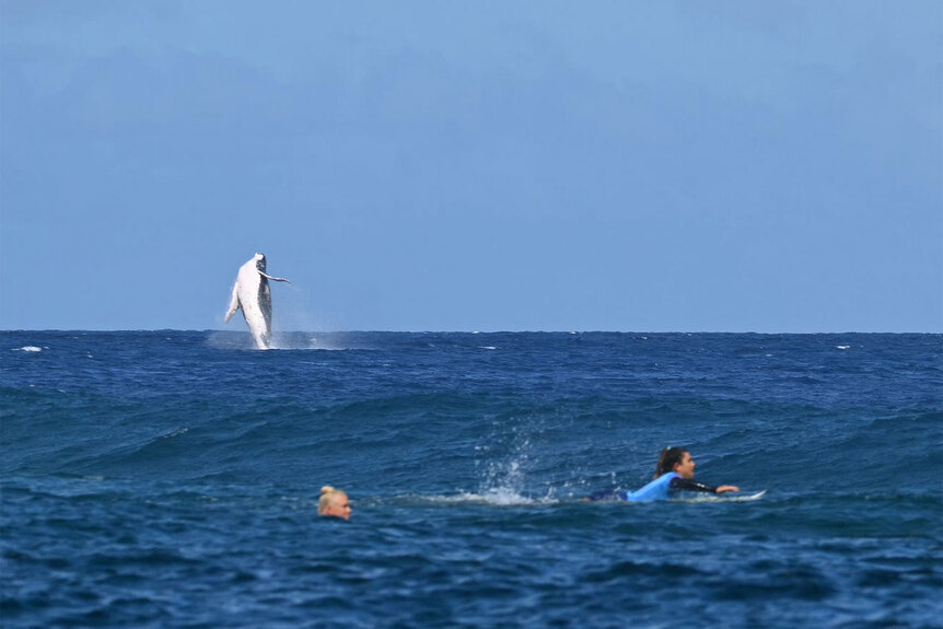 A whale breaches as Brisa Hennessy competes in the women's surfing semi-finals, during the Paris 2024 Olympics