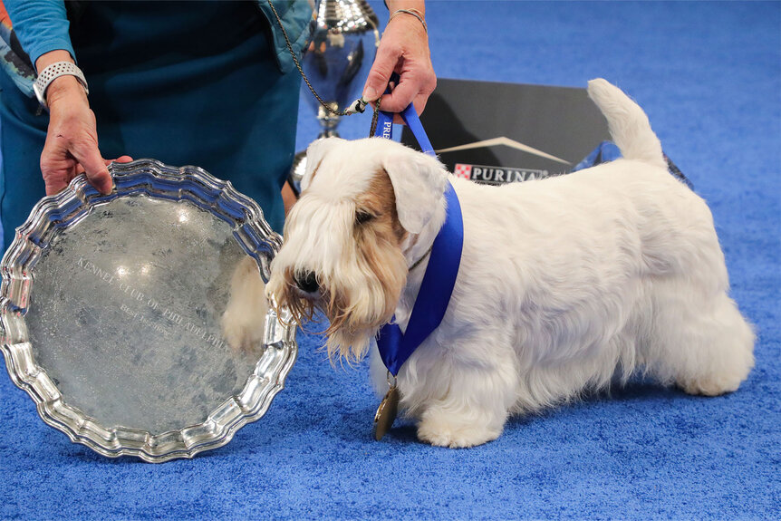 Best In Show Winner, Sealyham Terrier named "Stache" at the 2023 National Dog Show Presented by Purina.