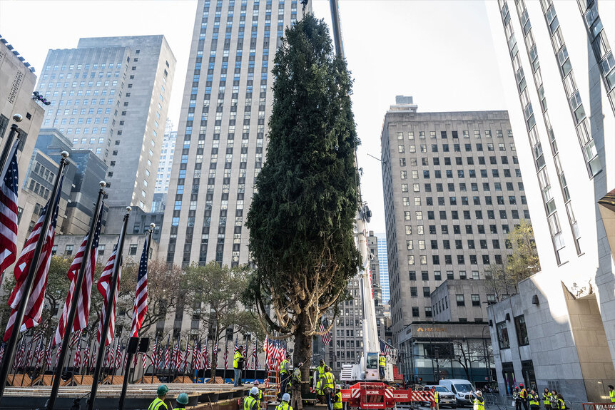 Workers install the Rockefeller Center Christmas tree on November 9, 2024 in New York City.