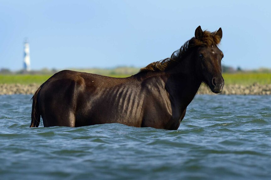 The Americas Highlights The Island of Horses on the Atlantic Coast ...