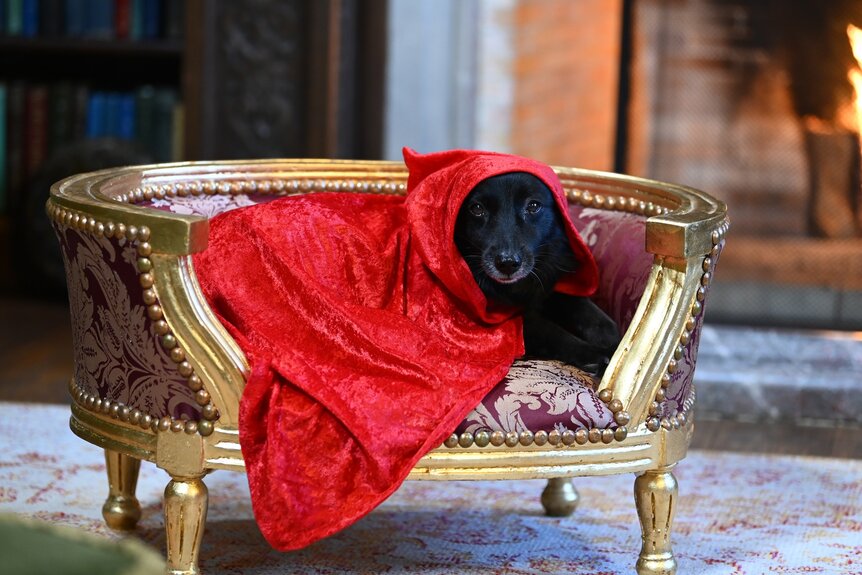 Stylish Lala, wearing a red cape, sits in her little bed on The Traitors Episode 301.